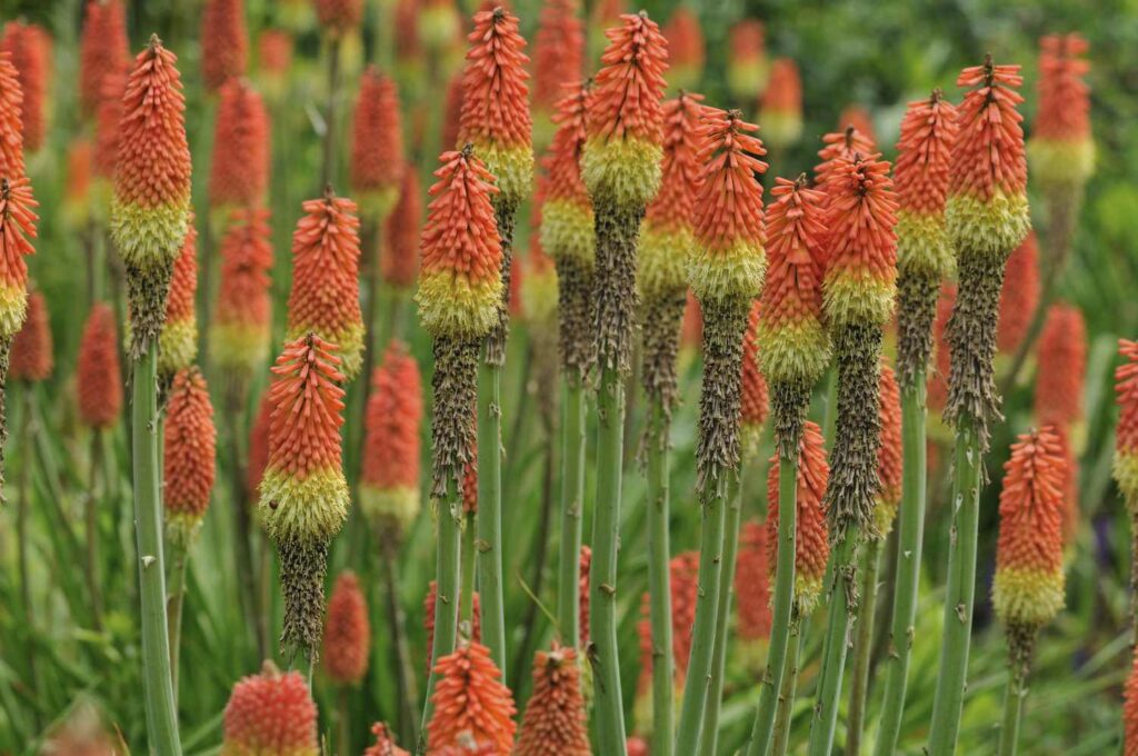 red hot poker flowers adaptations